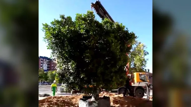 La Paz recupera su ficus: un nuevo árbol vuelve a ocupar el centro de la plaza Juan Ruiz Sánchez
