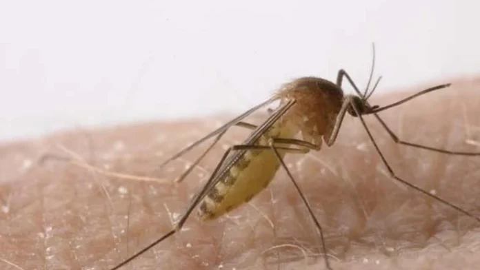 mosquito-kDz--1920x1080