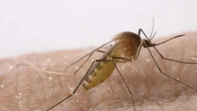 Pizarra registra el primer caso de virus del Nilo en humanos en Málaga este año