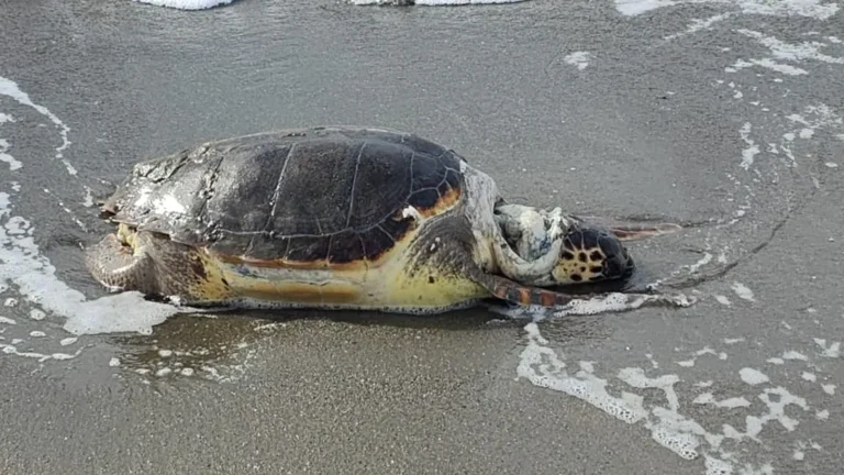 Aparece una tortuga muerta en la playa del Rincón de la Victoria