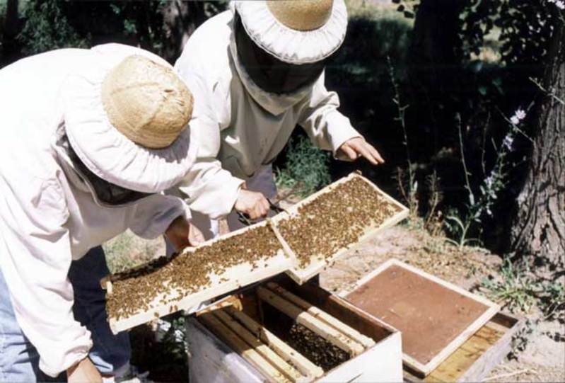 apicultura, ayudas