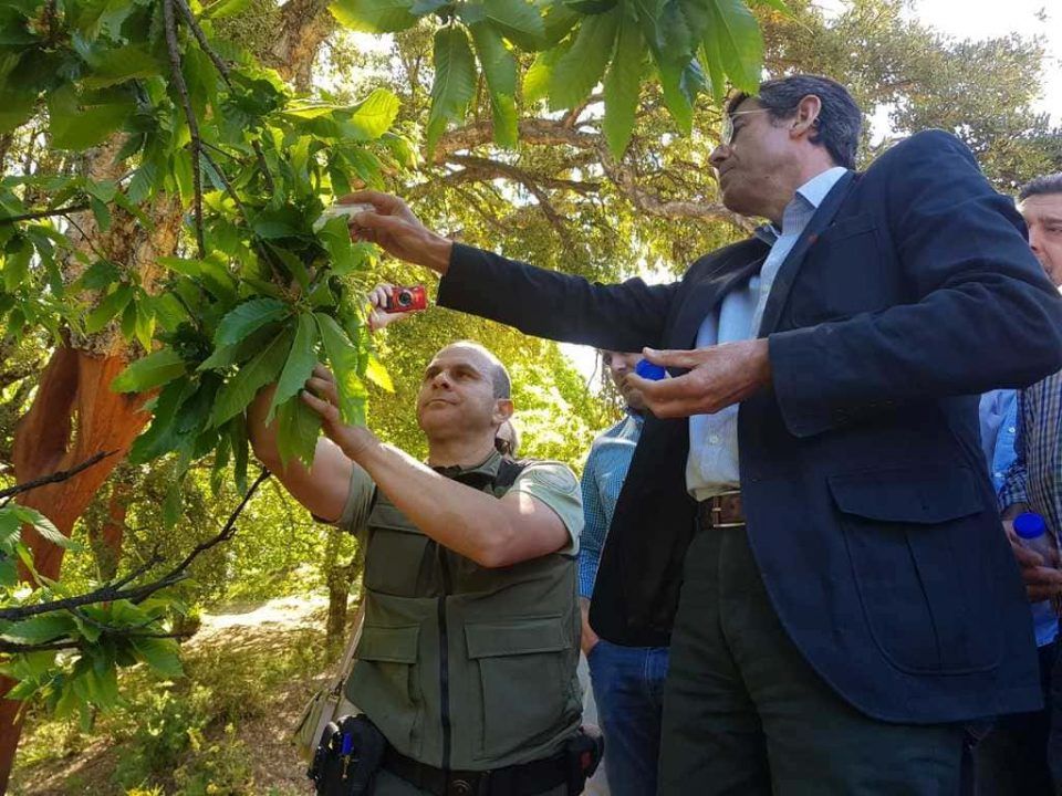 suelta para la lucha contra la avispilla del castaño, provincia