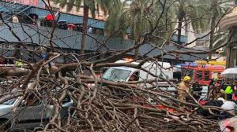 Una mujer herida en Torremolinos por la caída de un árbol