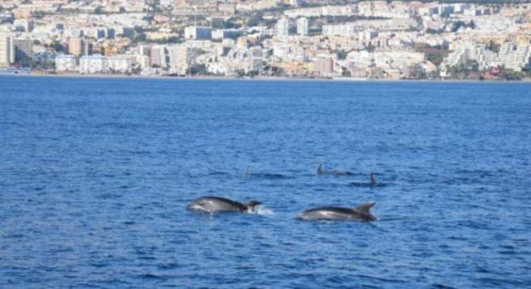 Avistan una marsopa en Málaga, una especie que se creía desaparecida en el Mediterráneo