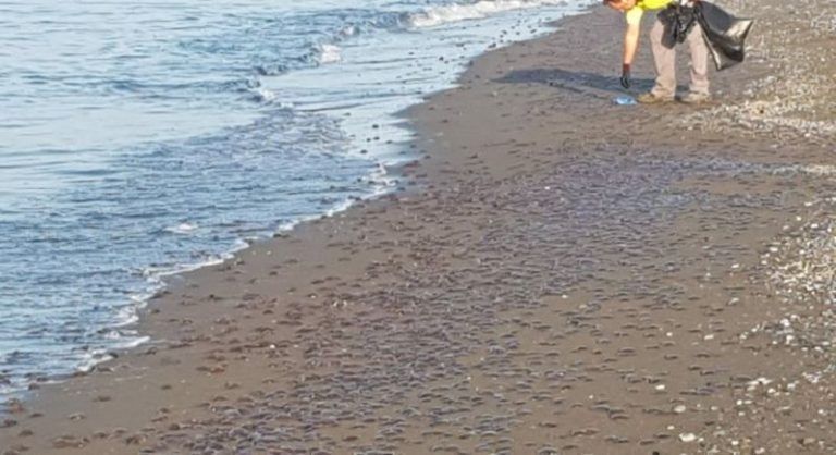 La Mancomunidad Occidental encarga al Aula del Mar un estudio «antimedusas»