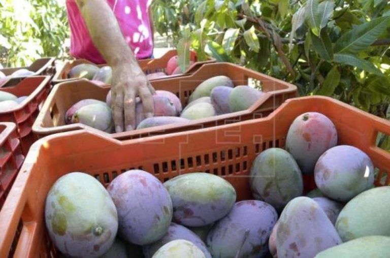 La Junta destaca la apuesta del sector del subtropical por renovarse y buscar mercados